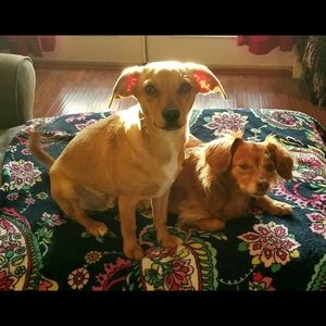 Meet your Posher, Urvi